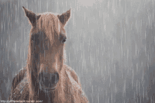 Megosztható Horse GIF