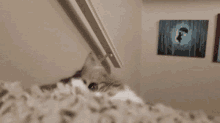 Cat Excited GIF - Cat Excited Yay GIFs