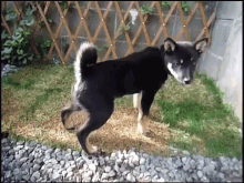 German Shepherd GIF - German Shepherd Puppy GIFs