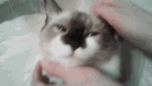 Cat Ragdoll GIF - Cat Ragdoll Ragdoll Cat GIFs