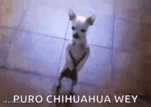 chihuahua wey dance