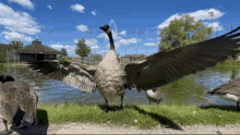 Goose Goosey GIF - Goose Goosey Geese GIFs