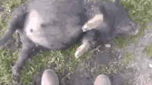 Pig Rolling GIF - Pig Rolling Hill GIFs