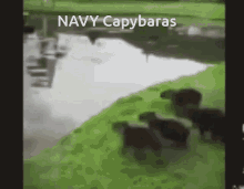 Capybara Navy GIF - Capybara Navy Navy Seals GIFs