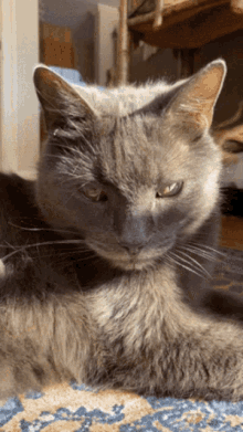Meower Cat GIF - Meower Cat Kitty GIFs