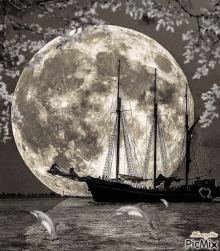 moon ocean sails dolphins