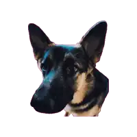 a close up of a german shepherd 's head with a white background