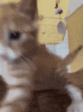 Kitty Attempting To Hit You Orange Cat GIF - Kitty Attempting To Hit You Orange Cat GIFs