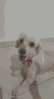 Tuty Dog GIF - Tuty Dog Puddle GIFs