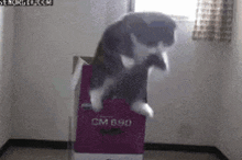 Spin Cat Up GIF