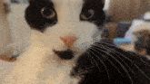 Cat Zoom GIF - Cat Zoom Cat Zoom GIFs