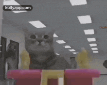 Are You There Cat GIF - Are You There Cat Pilli GIFs