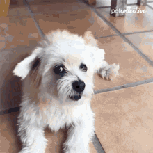 Howling The Pet Collective GIF - Howling The Pet Collective Cute GIFs