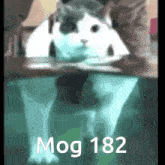 Mog Mogcat GIF - Mog Mogcat Mog 182 GIFs