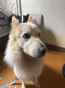 a small white dog standing on a wood floor
