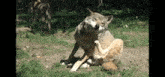 a couple of wolves are scratching each other on the grass .