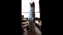 Kritikal Raf Ralfie Long Cat GIF - Kritikal Raf Ralfie Long Cat GIFs