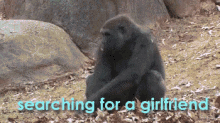 Gotta Be In There Somewhere GIF - Gorilla Searching Looking GIFs