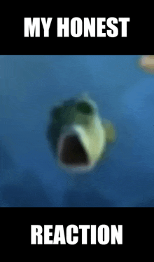 a blurry picture of a fish with its mouth open and the words my honest reaction below it