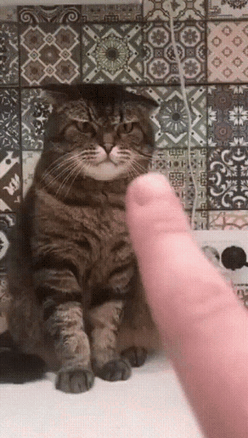Angry Cat GIF