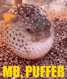 a puffer fish is sitting on a pile of rocks with the words mr. puffer above it .