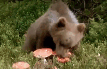 Mushroom Bear GIF - Mushroom Bear GIFs