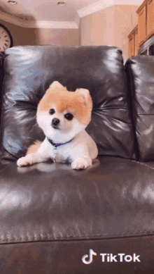 Nap Time GIF - Nap Time Cute Dog GIFs