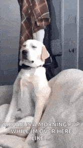 a dog is sitting on a couch with its eyes closed and a person is standing behind it .