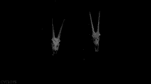 a woman in a black dress is holding two deer skulls in her hands in a black and white photo .