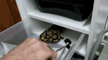How Often Should You Feed A Ball Python GIF - How Often Should You Feed A Ball Python GIFs