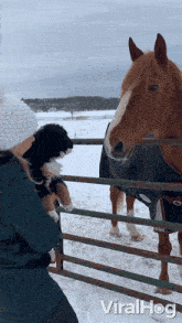 Sniffing Viralhog GIF - Sniffing Viralhog Getting To Know Each Other GIFs