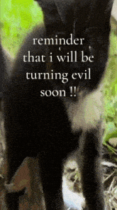 a black and white cat with the words reminder that i will be turning evil soon written below it