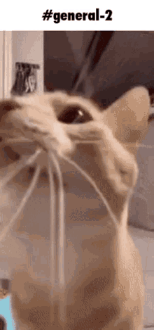 Cat Polynomers GIF - Cat Polynomers General2 GIFs