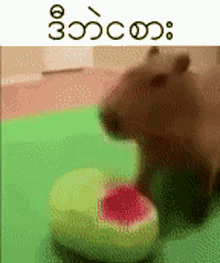 Capybara Funny Dog Lol GIF - Capybara Funny Dog Lol GIFs