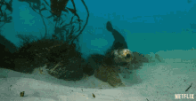 otter hello greeting our planet coastal seas