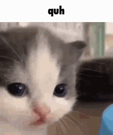 Quh Quh Cat GIF - Quh Quh Cat Cat GIFs