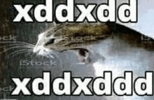 a picture of a cat with the words xdxdd xddxdd written on it