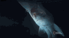 Goblin Shark National Geographic GIF