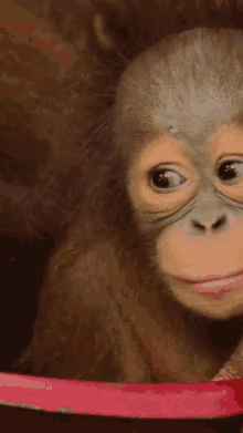 Mingler Orangutan GIF - Mingler Orangutan Primate GIFs