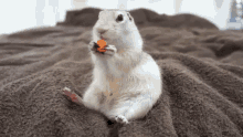 Eating Chillin GIF - Eating Chillin Squirrel GIFs