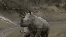 Step Back Meet Six Rescued Rhinos That Survived Poaching GIF - Step Back Meet Six Rescued Rhinos That Survived Poaching Back Off GIFs