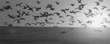 Free Bird GIF - Free Bird Fly GIFs