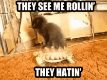cat they see me rolling they hatin turtle rollin hate