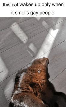a cat is laying on a wooden floor with a caption that says this cat wakes up only when it smells gay people