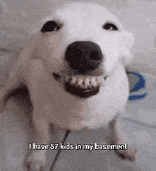 57 Happy Dog GIF - 57 Happy Dog Dog Meme GIFs