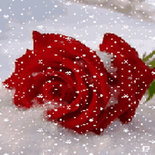 snow snow falkes falling rose flower