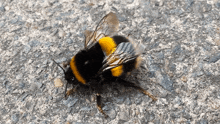Bee Twerk GIF - Bee Twerk Andreas Tegnander GIFs