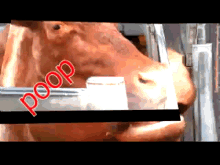 Cow Poop Nr6c GIF