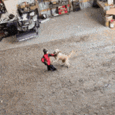 a man playing with a dog in a garage with a snow plow in the background