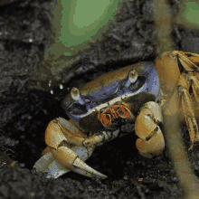 Hiding In A Hole Crab GIF - Hiding In A Hole Crab Robert E Fuller GIFs